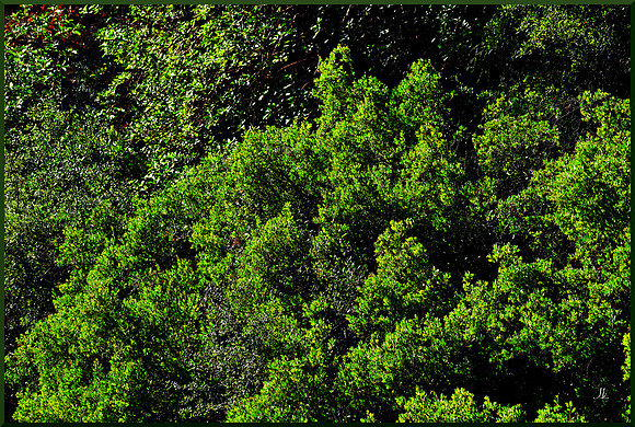 The Trees and the Greenery for web DSC_2896