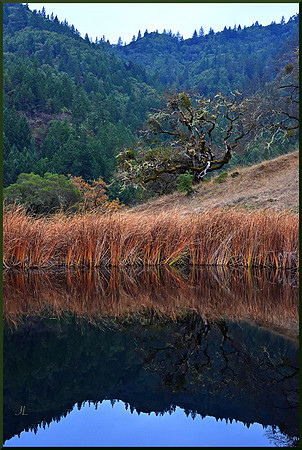 Small Pond Reflection for web DSC_2913