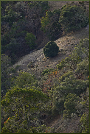 Mendocino Hillside DSC_2922
