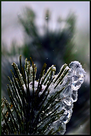 Mogu Pine in Winter for web DSC_3439