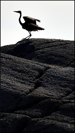 Crane Dance on Breakfast Rock 4 w sig DSC_3132