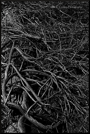 Roots DSC_3511_01