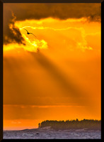 Gull at Daybreak DSC_8134