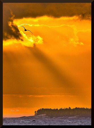 Gull at Daybreak DSC_8134