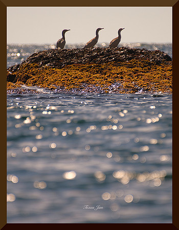 Shags in a Row DSC_9151