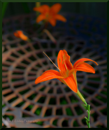Joker Lily DSC_4136