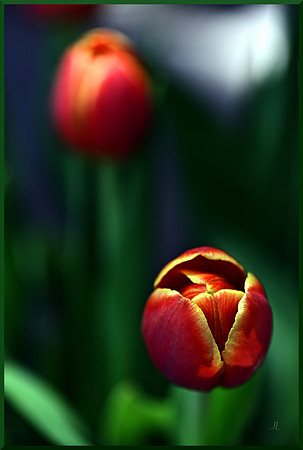 Appeal of a Tulip for web DSC_4224