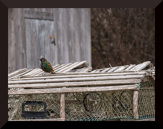 Starling and Traps DSC_8243