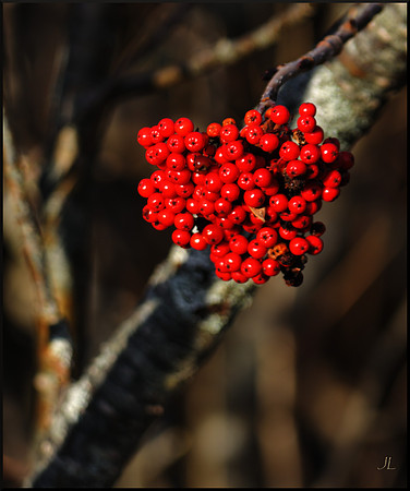 Winterberry Holly w sig DSC_3660