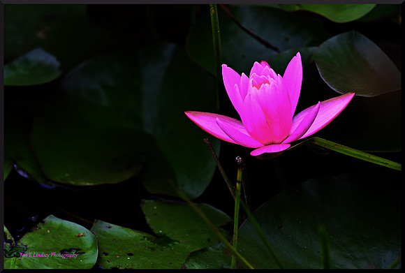 Luminous Water Lily DSC_4669