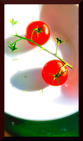 tomatoes