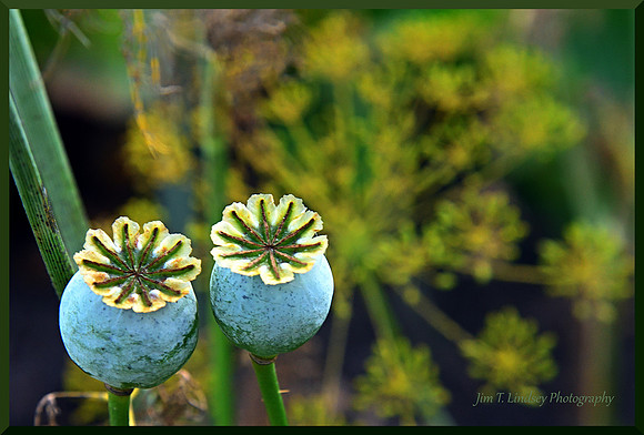 Pods DSC_4710