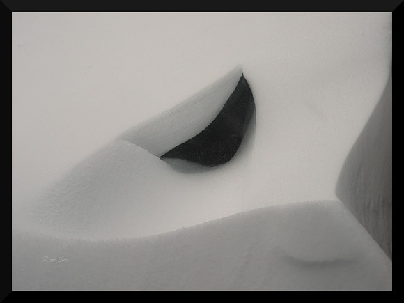 In the Snow DSC_8415