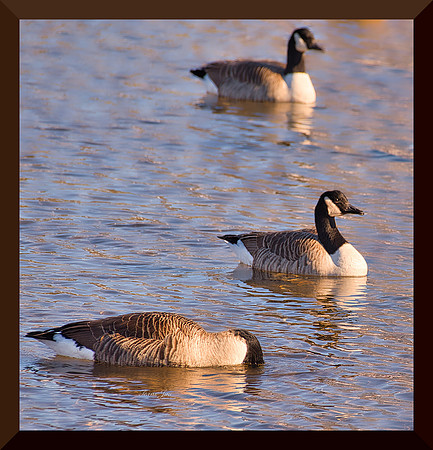 Three Geese DSC_8492