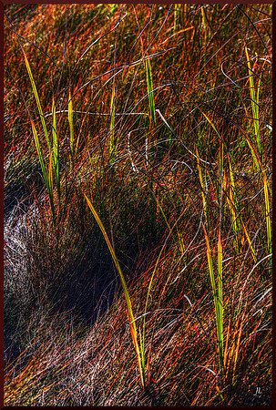 The Grass in the Grass for web DSC_5080