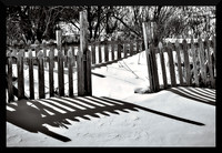 Shadows on the Snow DSC_8513