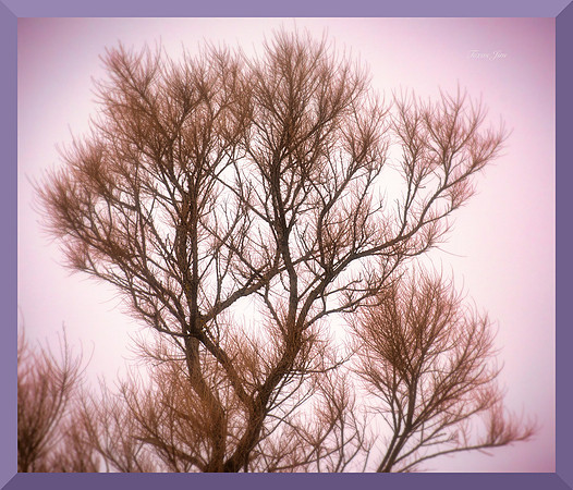 Winter Tree for web DSC_8500