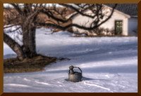 Watering Can DSC_8542
