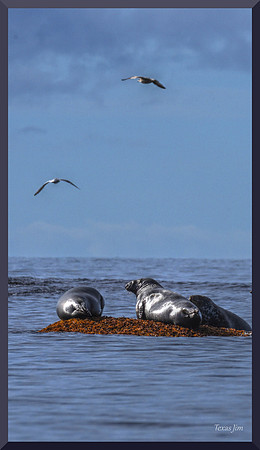 Seals and Gulls DSC_5250