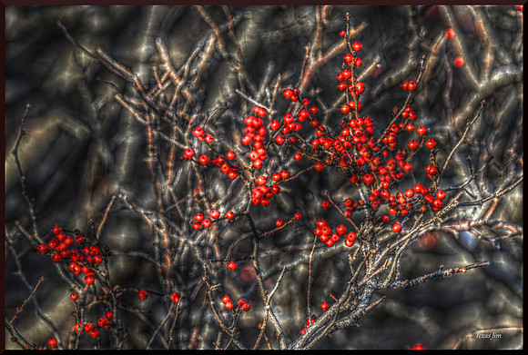 Red Berries Silver Branches for web DSC_5937