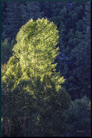 Tree in Morning Light for web DSC_4303