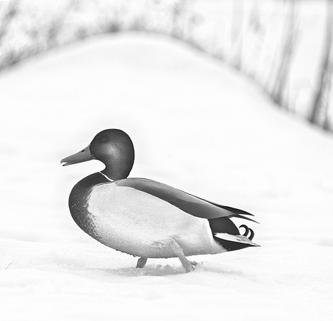Mallard in the Snow DSC_6282