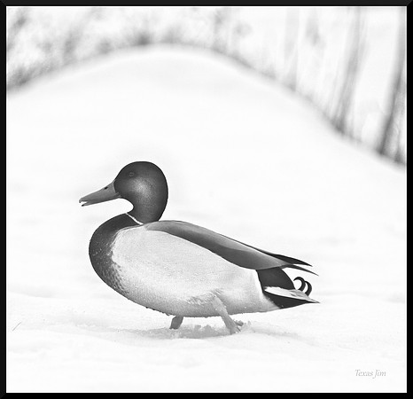 Mallard in the Snow w sig-border DSC_6282