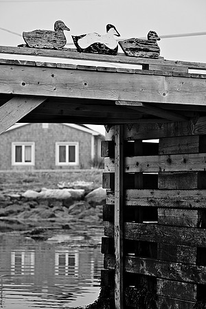 Ducks in a Row DSC_6909_01