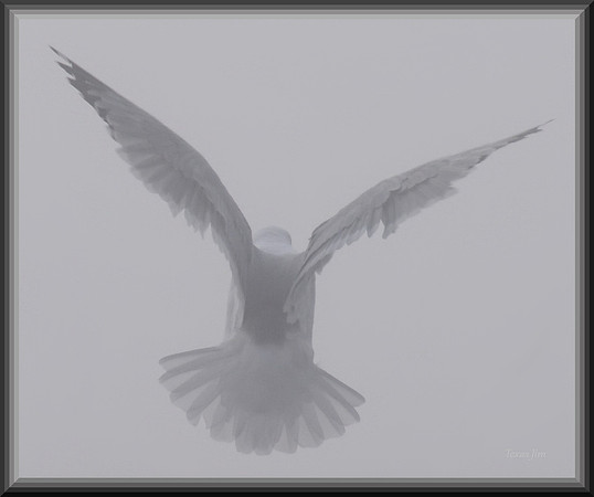 Into the Fog w sig-border DSC_6922