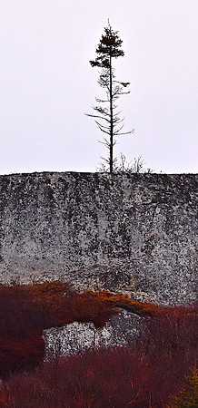 Lone Tree on Granite DSC_6640
