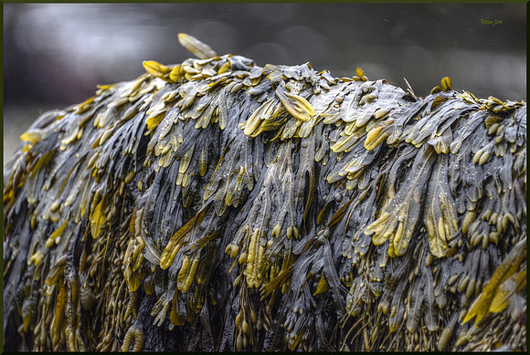 Seaweed as Meditation Support DSC_7078