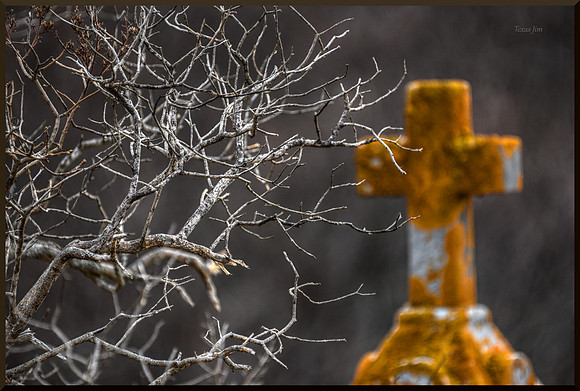The Light and the Lichen DSC_7315