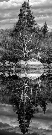 An Alignment of Trees DSC_7527