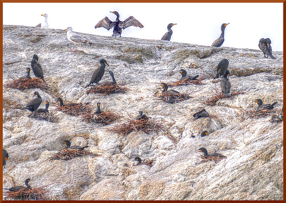 Cormorant Rookery w sig-bord DSC_7640