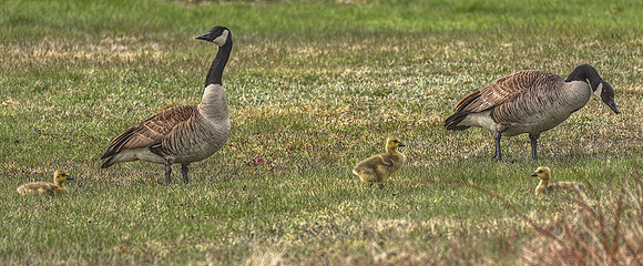 Geese and Goslings DSC_7617
