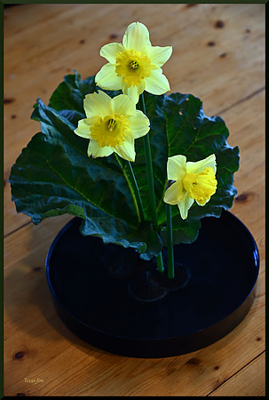 Daffodil and Rhubarb w sig-bord DSC_7647