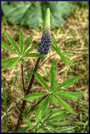 Lupine in My Garden w sig-bord DSC_8134