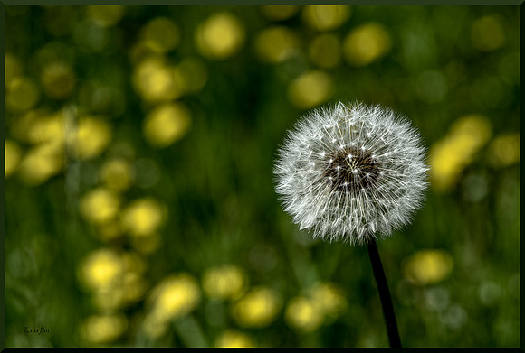 Long Live the Weeds DSC_8142