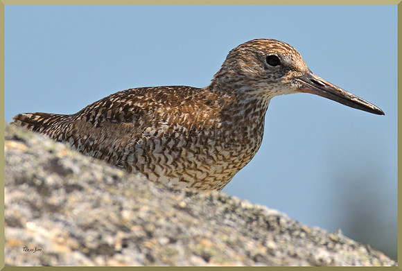 Wood Sandpiper w sig-bord DSC_8339