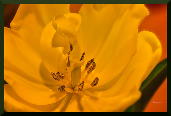Tulip Heart for web DSC_8694