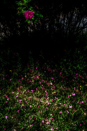 Your Moment as a Rose DSC_8357