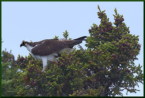Osprey w sig-bord DSC_8400