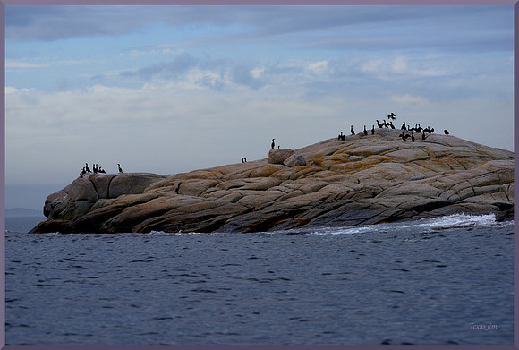Shag Island w sig-border DSC_8264
