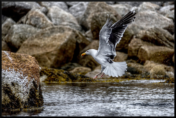 Gull Ascending for web DSC_8484