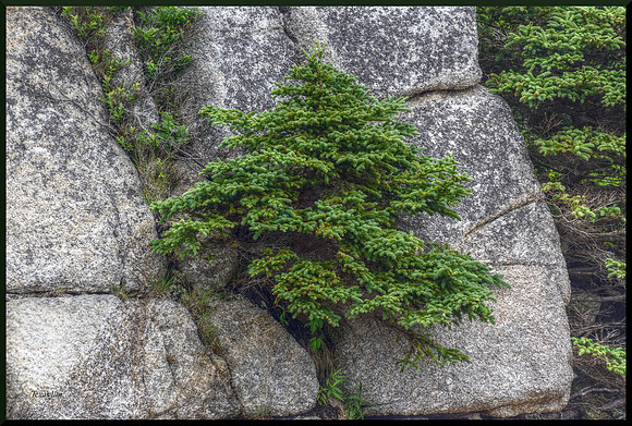 Thriving In Spite Of It All for web DSC_8492