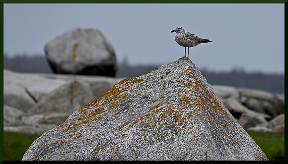 Young Gull on Granite DSC_8512