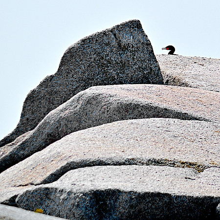 Cormorant Head DSC_0029