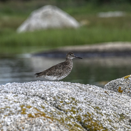 Sandpiper Days DSC_8724