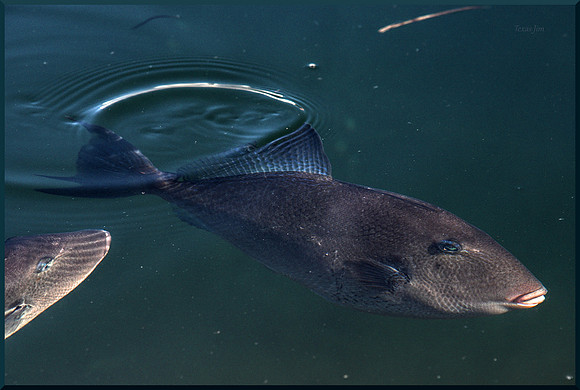 Triggerfish DSC_8816_01