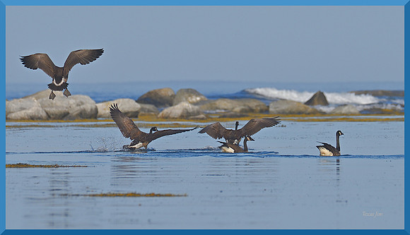 Geese in Prospect Harbour DSC_8851_01